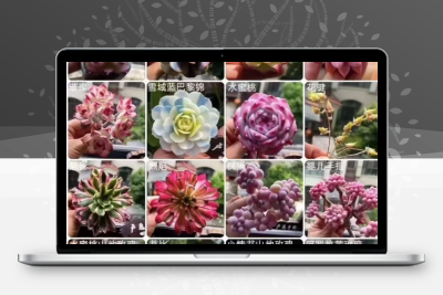 粘土多肉花课程