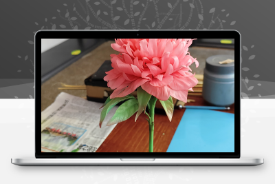 羽毛芍药花包视频课件