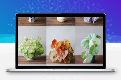 粘土迷你热植物课程