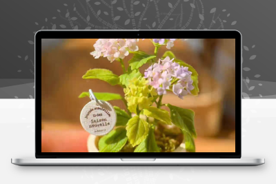 微缩绿植花课程